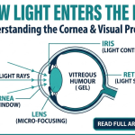 Discover how light enters the eye through the cornea, the roles of rods and cones in the retina, and how the lens focuses light to build the images we see.